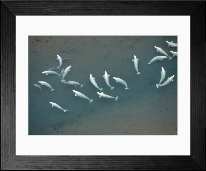 Framed Print : Beluga whales, Canadian arctic Framed Print : Beluga whales, Canadian arctic