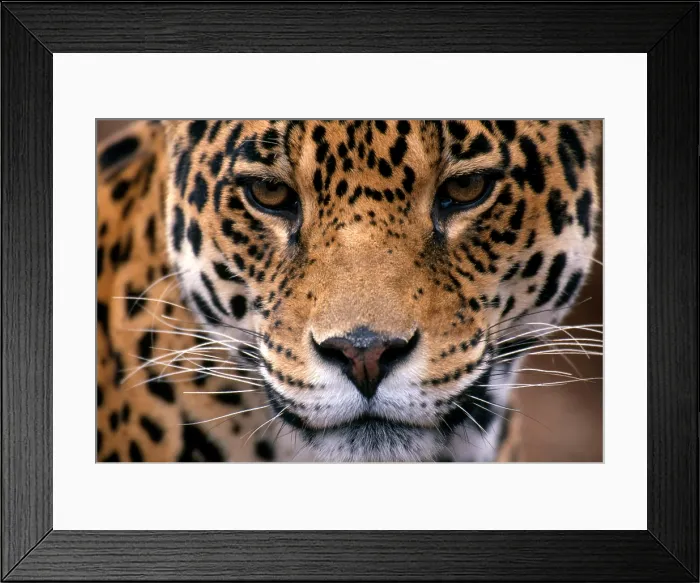 Framed Print : Jaguar (Panthera onca)