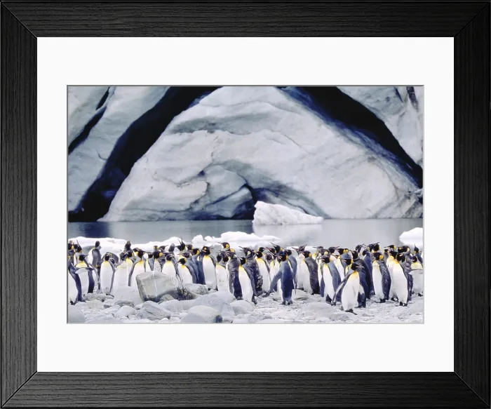 Framed Print : King Penguins
