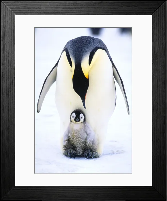 Framed Print : Emperor penguin and chick Framed Print : Emperor penguin and chick
