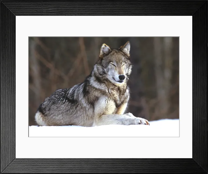 Framed Print : Gray Wolf. Eastern Canada, Gray Wolf (Canis lupus) sitting in snow Framed Print : Gray Wolf. Eastern Canada, Gray Wolf (Canis lupus) sitting in snow