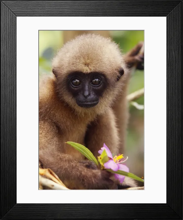 Framed Print : Mueller's Gibbon Framed Print : Mueller's Gibbon