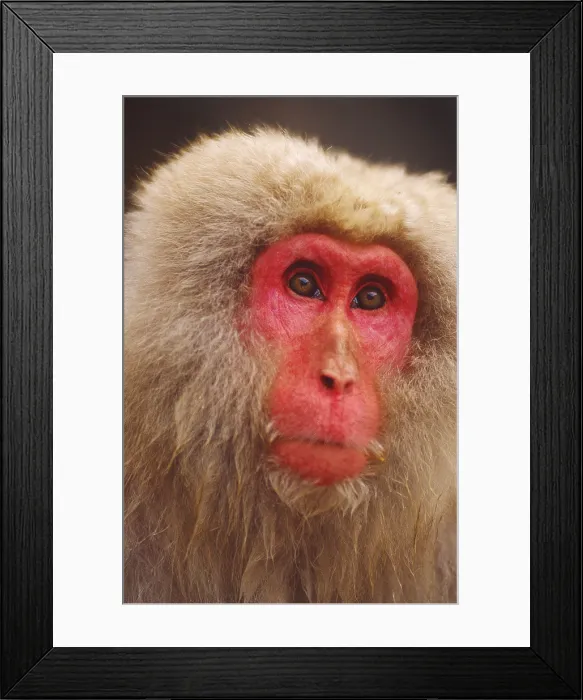 Framed Print : Snow monkey, Japan Framed Print : Snow monkey, Japan