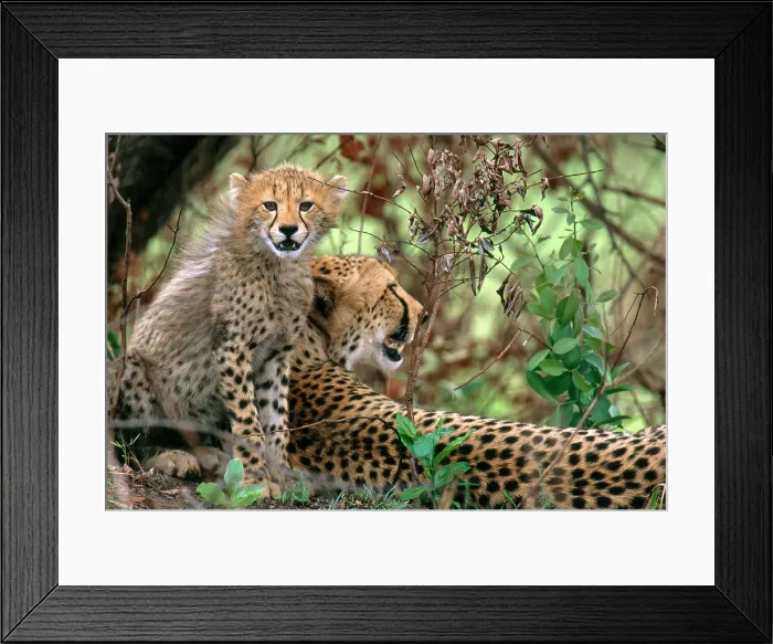 Framed Print : Cheetah (Acinonyx jubatus) mother with cub in Phinda Reserve, (Preserve), South Africa