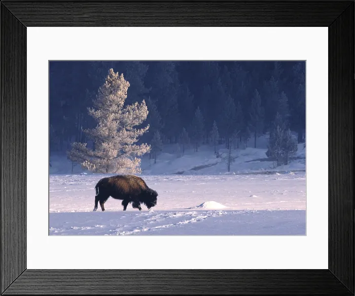 Framed Print : Bison bison Framed Print : Bison bison