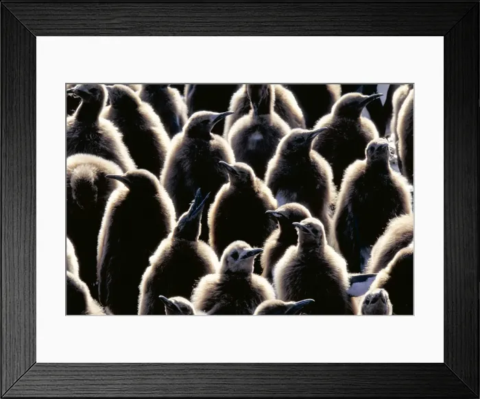 Framed Print : King Penguins (Aptenodytes patagonicus) Framed Print : King Penguins (Aptenodytes patagonicus)