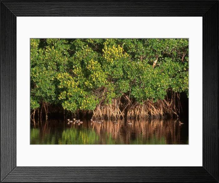 Framed Print : Pied-billed Grebe Framed Print : Pied-billed Grebe