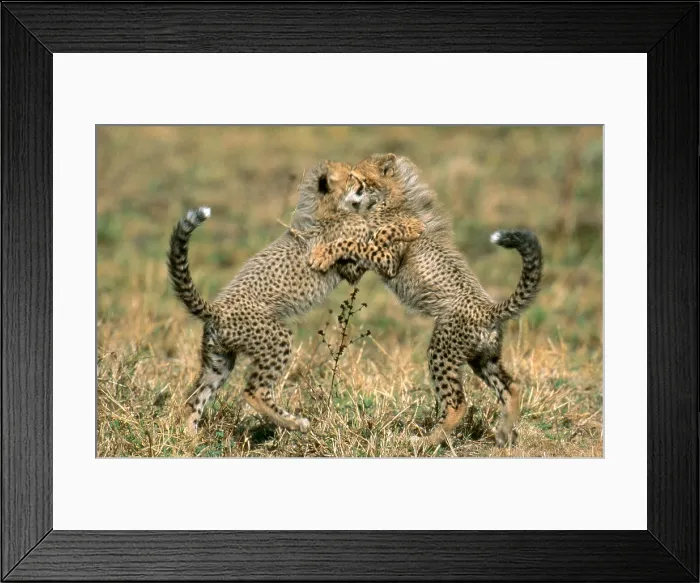 Framed Print : Cheetah. Two cheetahs playing (Acinonyx jubatus) in Phinda Reserve, South Africa Framed Print : Cheetah. Two cheetahs playing (Acinonyx jubatus) in Phinda Reserve, South Africa