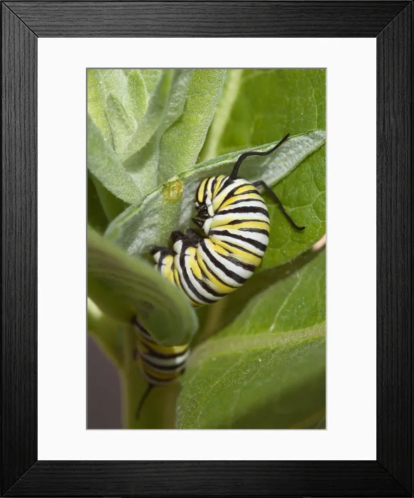 Framed Print : Monarch Butterfly Larva
