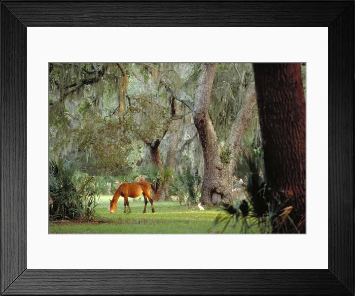 Framed Print : Wild horse. Cumberland Island, Georgia Framed Print : Wild horse. Cumberland Island, Georgia