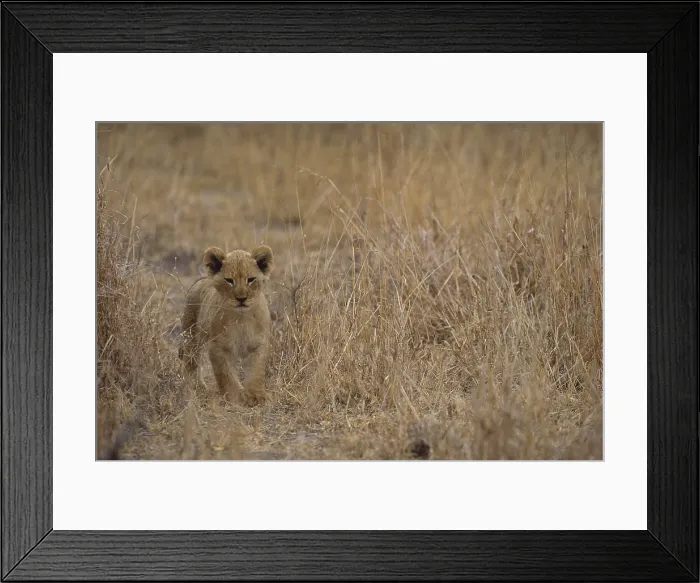 Framed Print : Lion Cub. South Africa, Kruger National Park, Lion (Panthera leo) walking in grass