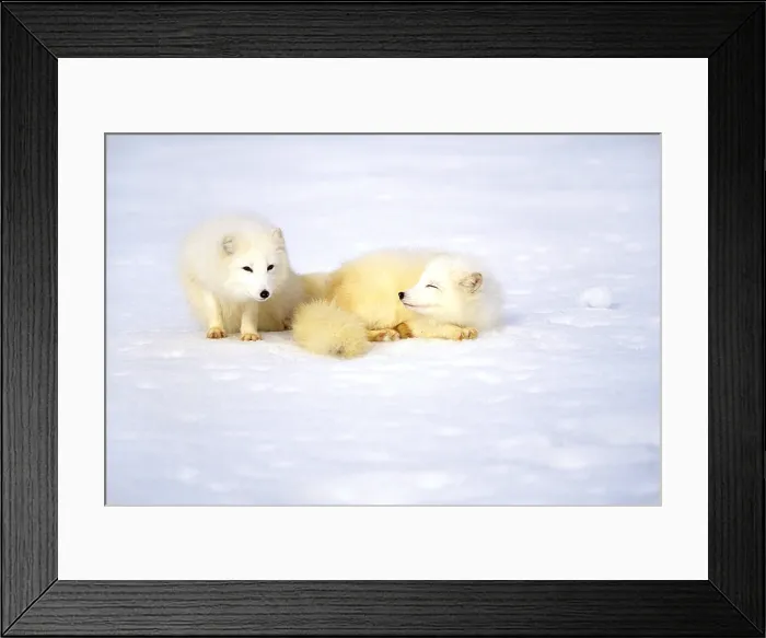 Framed Print : Arctic fox Framed Print : Arctic fox