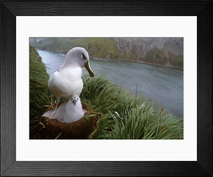 Framed Print : Grey-headed Albatross Framed Print : Grey-headed Albatross
