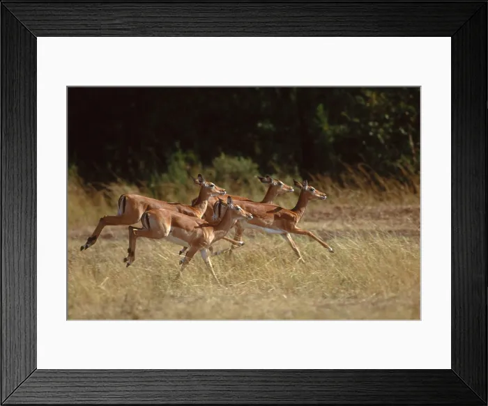 Framed Print : Impala, (Aepyceros melampus); Masai Mara Reserve, Kenya Framed Print : Impala, (Aepyceros melampus); Masai Mara Reserve, Kenya