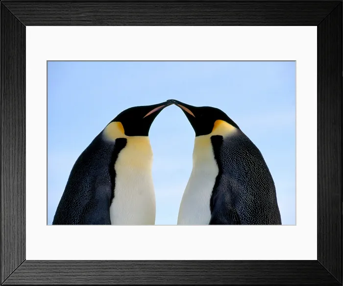 Framed Print : Emperor Penguins touching beaks