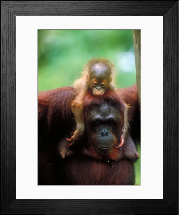 Framed Print : Orangutan mother and young Framed Print : Orangutan mother and young