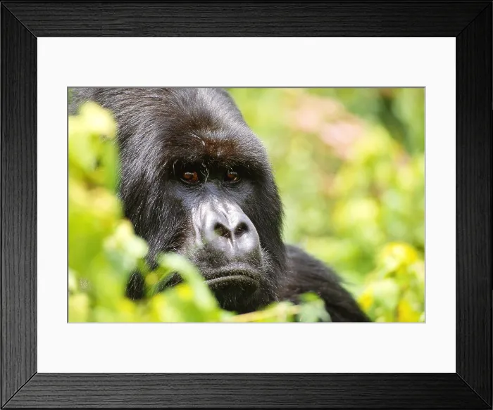 Framed Print : Mountain gorilla, Rwanda Framed Print : Mountain gorilla, Rwanda