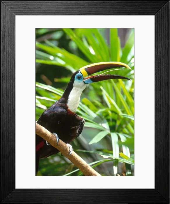Framed Print : White-throated Toucan