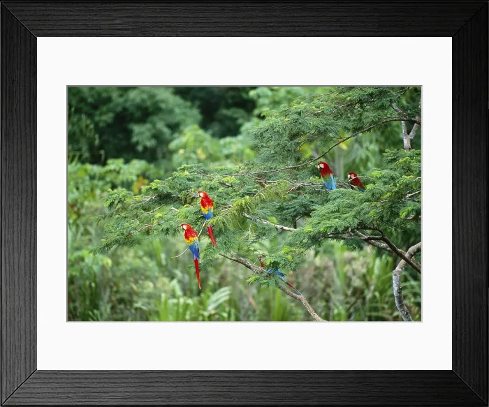 Framed Print : Scarlet and Green Winged Macaws