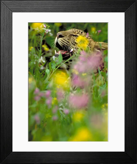 Framed Print : Leopard, (Panthera pardus), South Africa