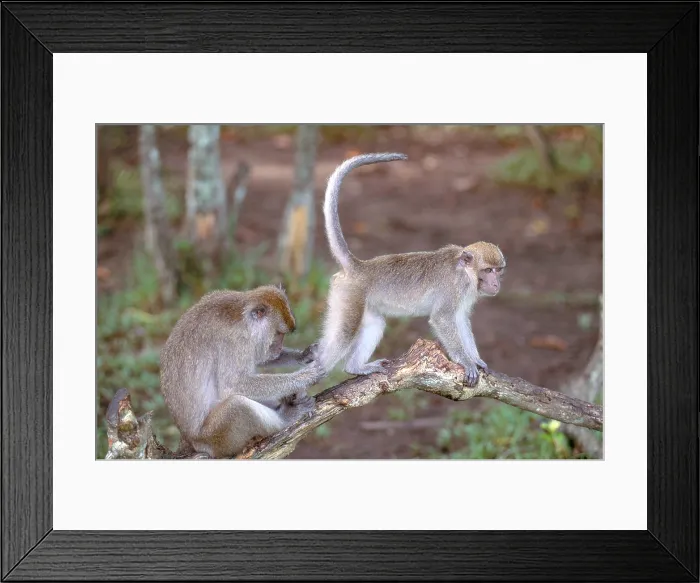 Framed Print : Long-Tailed Macaque Framed Print : Long-Tailed Macaque
