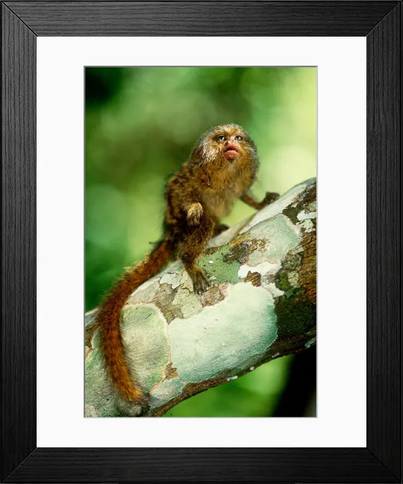Framed Print : Pygmy Marmoset