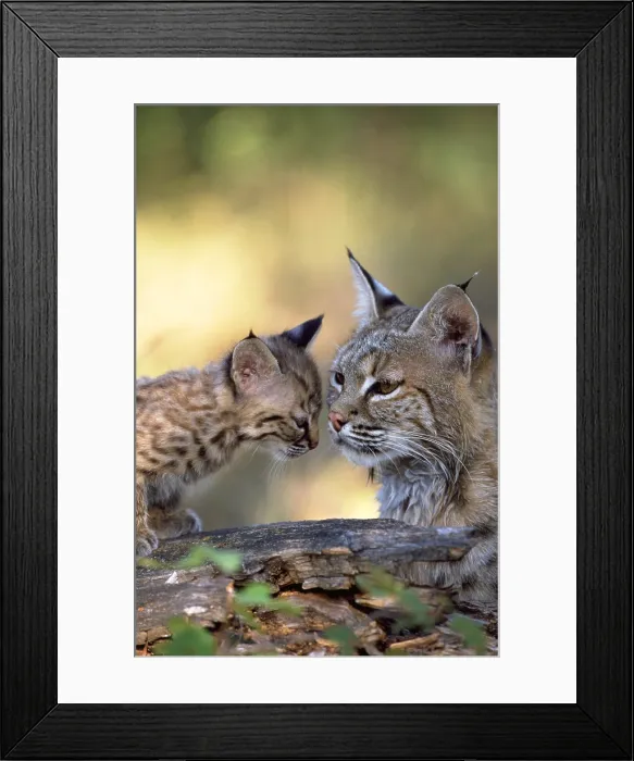 Framed Print : Bobcat with kitten