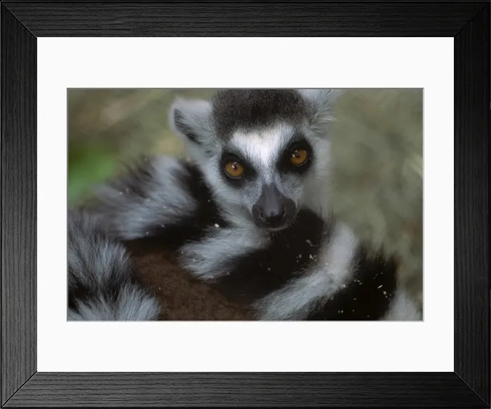 Framed Print : Ring-tailed Lemur Framed Print : Ring-tailed Lemur