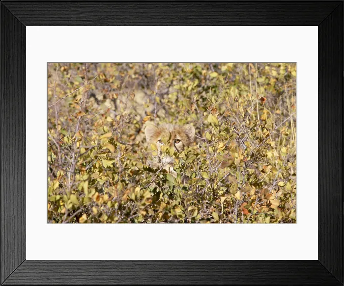 Framed Print : Cheetah (Acinonyx jubatus jubatus). Kalahari Desert, South Africa Framed Print : Cheetah (Acinonyx jubatus jubatus). Kalahari Desert, South Africa