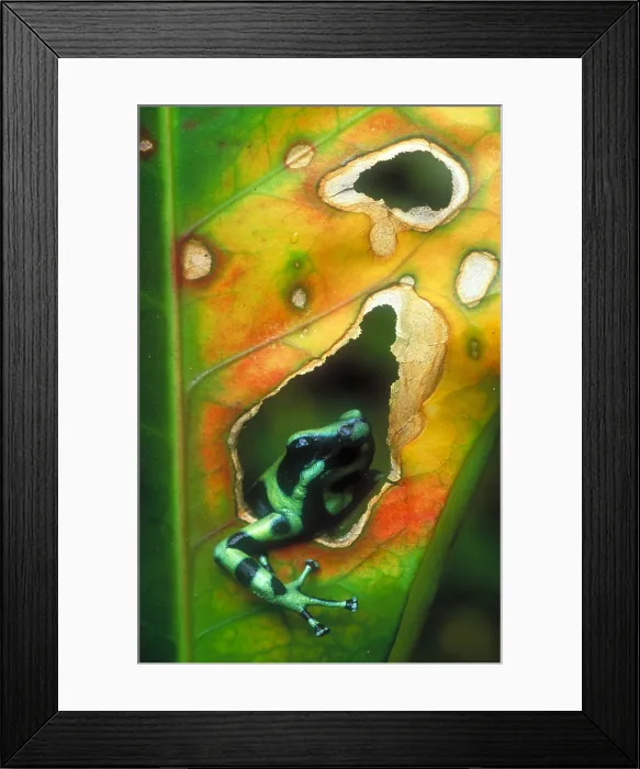 Framed Print : Poison arrow frog Framed Print : Poison arrow frog