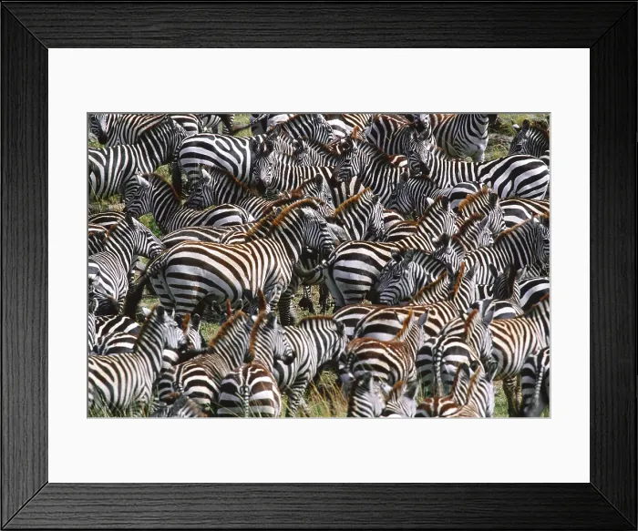 Framed Print : Grant's Zebra herd, Masai Mara Framed Print : Grant's Zebra herd, Masai Mara