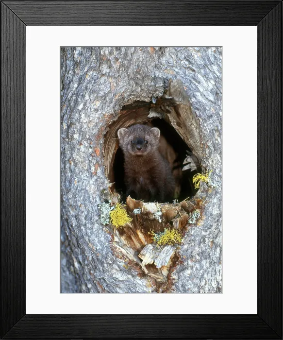 Framed Print : Fisher, (Martes pennanti); Montana Framed Print : Fisher, (Martes pennanti); Montana