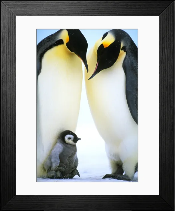 Framed Print : Emperor penguins Framed Print : Emperor penguins