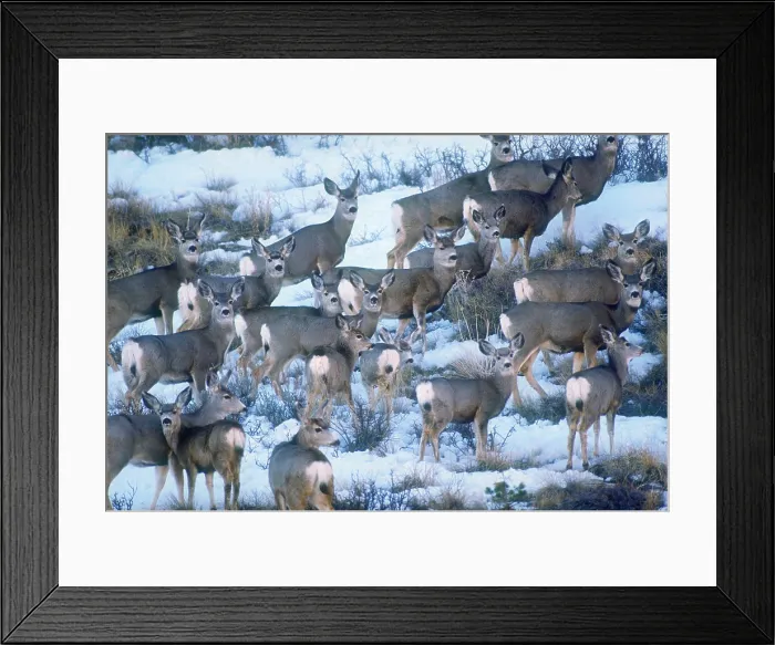 Framed Print : Mule deer. A herd of mule deer (Odocoileus hemionus), Jackson Hole, Wyoming Framed Print : Mule deer. A herd of mule deer (Odocoileus hemionus), Jackson Hole, Wyoming