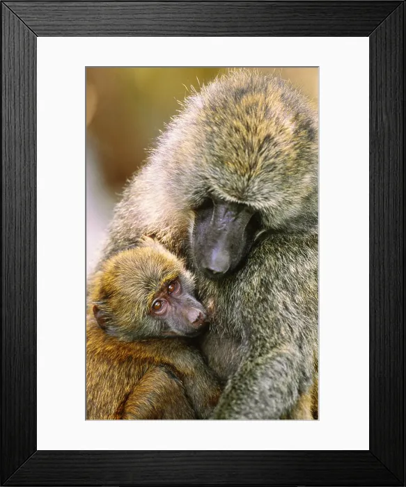 Framed Print : Anubis baboons