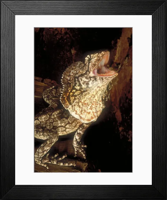 Framed Print : Frill necked lizard Framed Print : Frill necked lizard