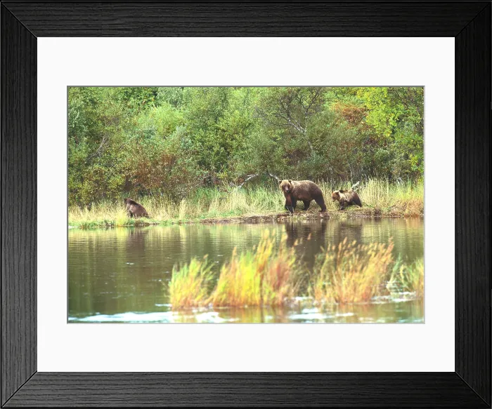 Framed Print : Grizzly Bears Framed Print : Grizzly Bears