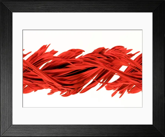 Framed Print : Digital streak image of a poinsettia Framed Print : Digital streak image of a poinsettia