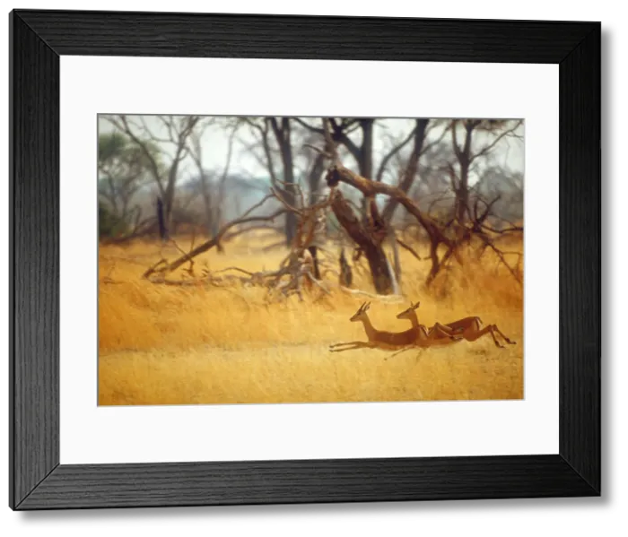 Framed Print : Running impala Framed Print : Running impala