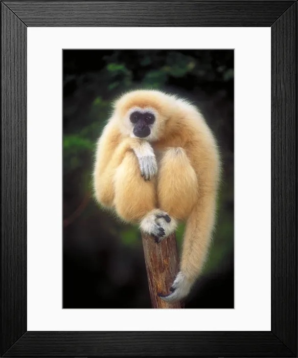 Framed Print : White-handed gibbon