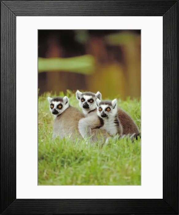 Framed Print : Ring tailed Lemur