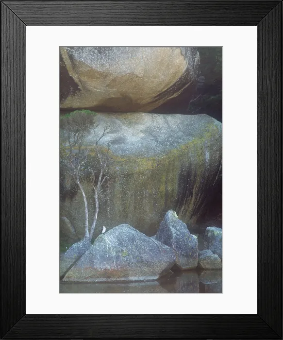 Framed Print : Pied cormorant sitting pretty Framed Print : Pied cormorant sitting pretty