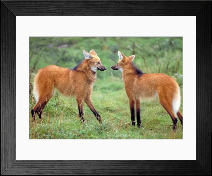 Framed Print : Maned wolf (Chrysocyon brachyurus) Framed Print : Maned wolf (Chrysocyon brachyurus)