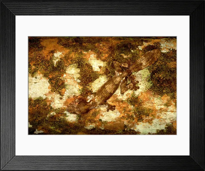 Framed Print : Leaf-tailed gecko Framed Print : Leaf-tailed gecko