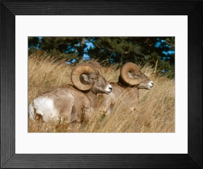 Framed Print : Bighorn Sheep Framed Print : Bighorn Sheep