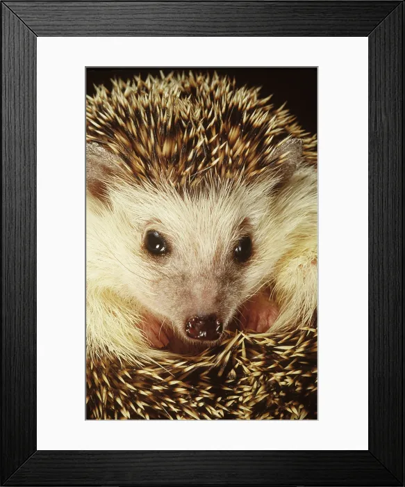 Framed Print : Hedgehog (Family Erinaceidae) Framed Print : Hedgehog (Family Erinaceidae)
