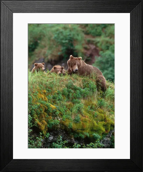 Framed Print : Brown Bear Framed Print : Brown Bear