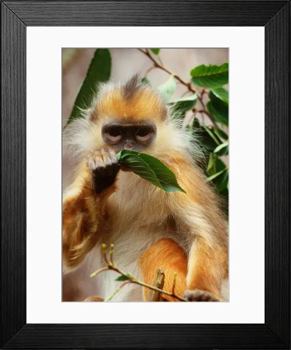 Framed Print : Banded Langur Framed Print : Banded Langur