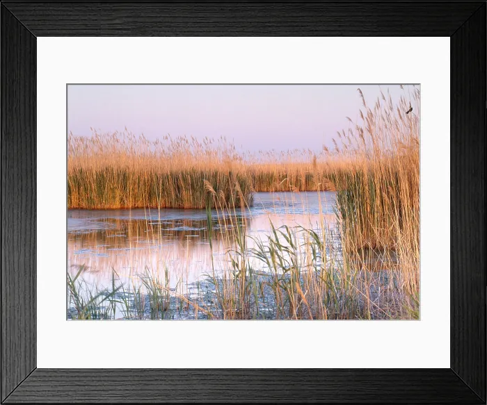 Framed Print : Reeds in Cape May Framed Print : Reeds in Cape May
