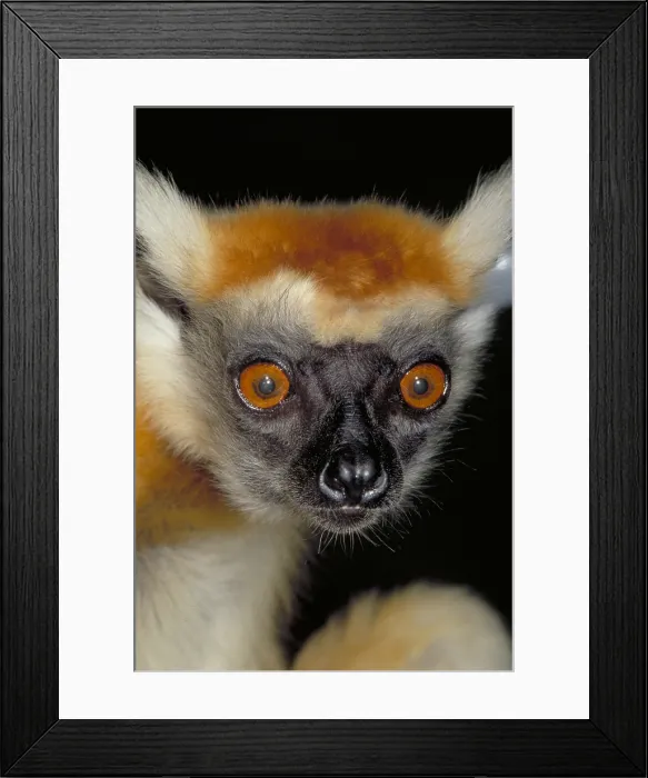 Framed Print : Golden crowned sifaka, Madagascar Framed Print : Golden crowned sifaka, Madagascar